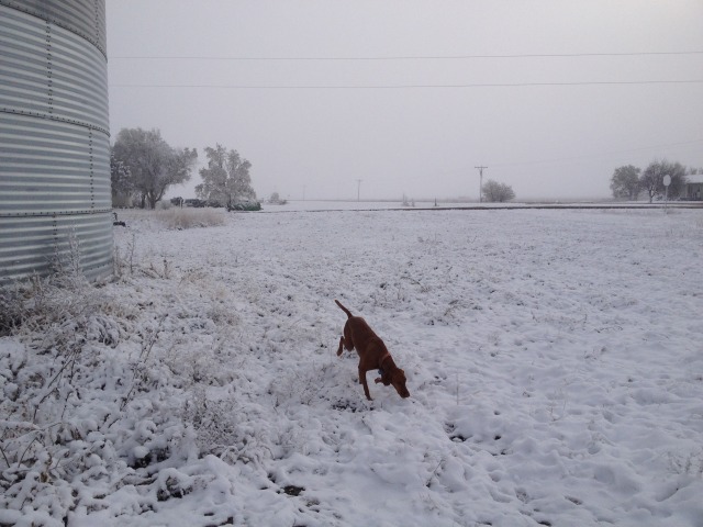 2013/11(November)/SD-Hunting/640x480_2013-11-06-SD-Pheasant-Hunting-06-Bevo.JPG