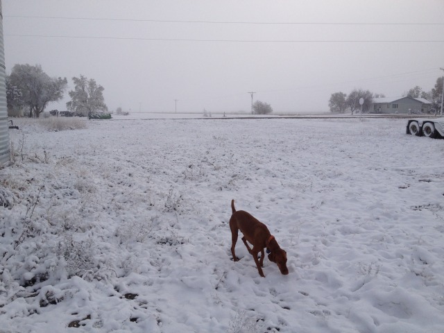 2013-11-06-SD-Pheasant-Hunting-07-Bevo.JPG