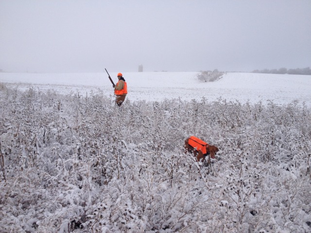 2013/11(November)/SD-Hunting/640x480_2013-11-06-SD-Pheasant-Hunting-14-Daryl-Bevo.JPG