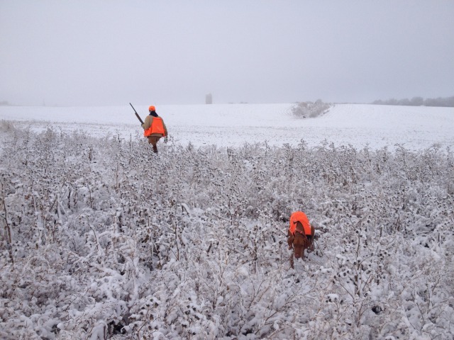 2013/11(November)/SD-Hunting/640x480_2013-11-06-SD-Pheasant-Hunting-15-Daryl-Bevo.JPG