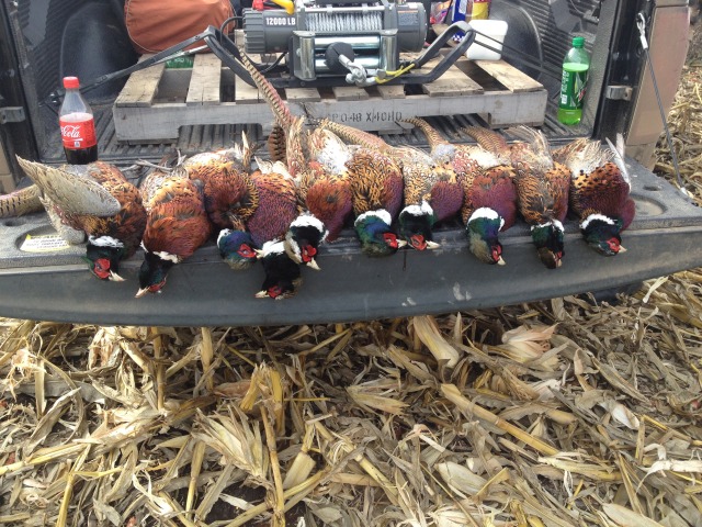 2013/11(November)/SD-Hunting/640x480_2013-11-08-SD-Pheasant-Hunting-14.JPG