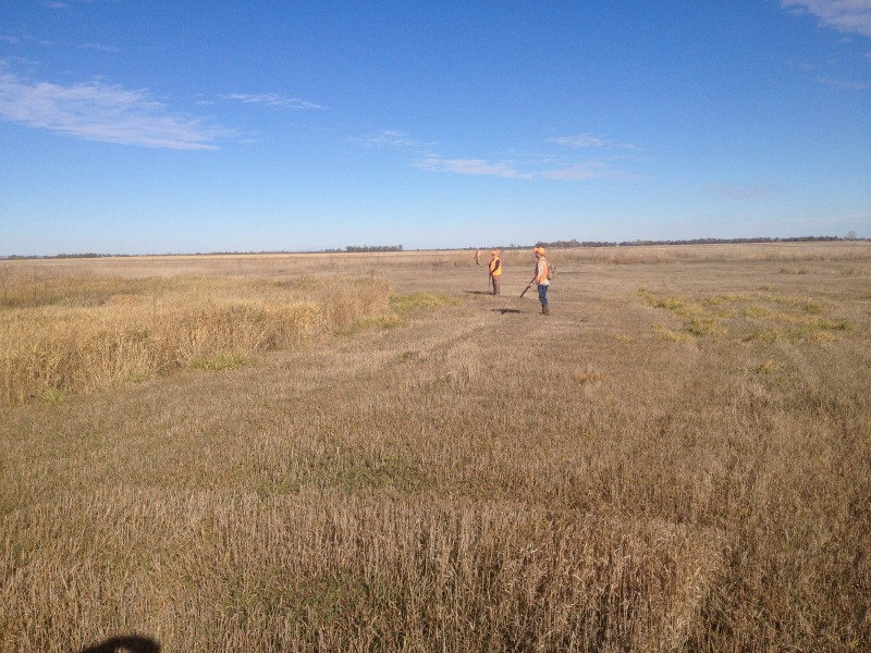2013/11(November)/SD-Hunting/800x600_2013-11-04-SD-Pheasant-Hunting-1.JPG
