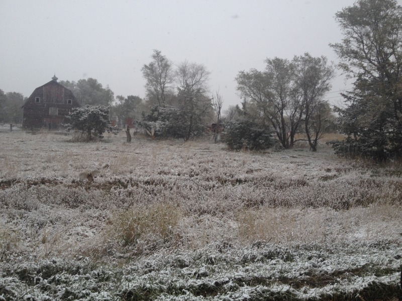 2013-11-05-SD-Pheasant-Hunting-2.JPG
