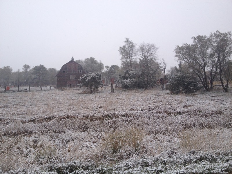 2013-11-05-SD-Pheasant-Hunting-4.JPG
