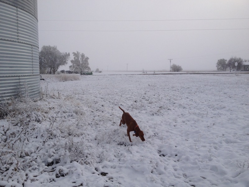 2013-11-06-SD-Pheasant-Hunting-06-Bevo.JPG