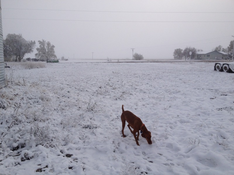 2013-11-06-SD-Pheasant-Hunting-07-Bevo.JPG
