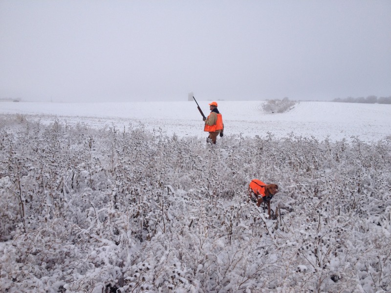 2013-11-06-SD-Pheasant-Hunting-13-Daryl-Bevo.JPG
