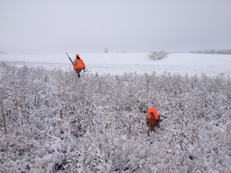 2013/11(November)/SD-Hunting/800x600_2013-11-06-SD-Pheasant-Hunting-15-Daryl-Bevo.JPG