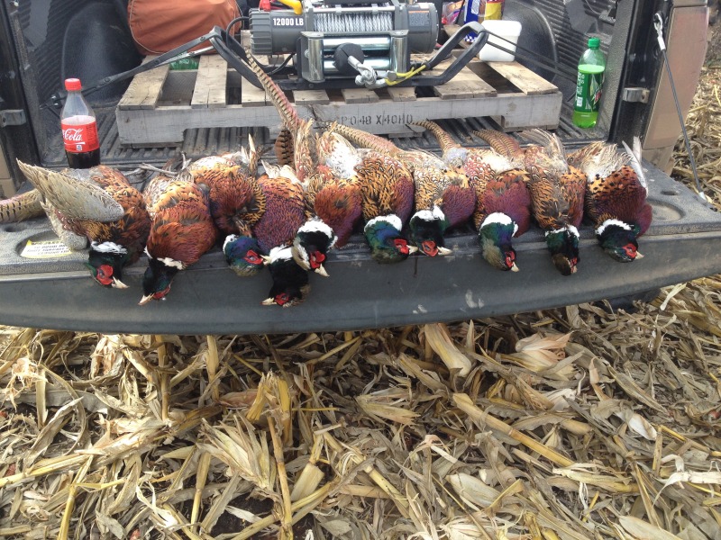 2013-11-08-SD-Pheasant-Hunting-14.JPG
