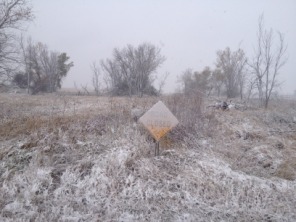2013-11-05-SD-Pheasant-Hunting-5.JPG