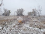 2013-11-05-SD-Pheasant-Hunting-6.JPG