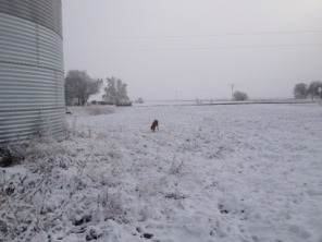 2013-11-06-SD-Pheasant-Hunting-03-Bevo.JPG