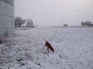 2013-11-06-SD-Pheasant-Hunting-06-Bevo.JPG