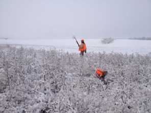 2013-11-06-SD-Pheasant-Hunting-13-Daryl-Bevo.JPG
