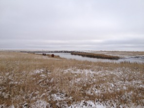 2013-11-06-SD-Pheasant-Hunting-22.JPG