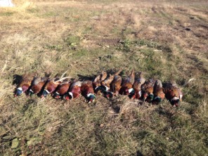 2013-11-08-SD-Pheasant-Hunting-28.JPG