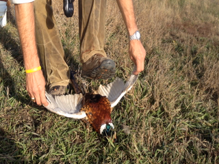 2013-11-08-SD-Pheasant-Hunting-37-Cleaning.png