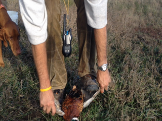 2013-11-08-SD-Pheasant-Hunting-38-cleaning.png