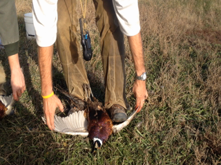 2013-11-08-SD-Pheasant-Hunting-39-Cleaning.png