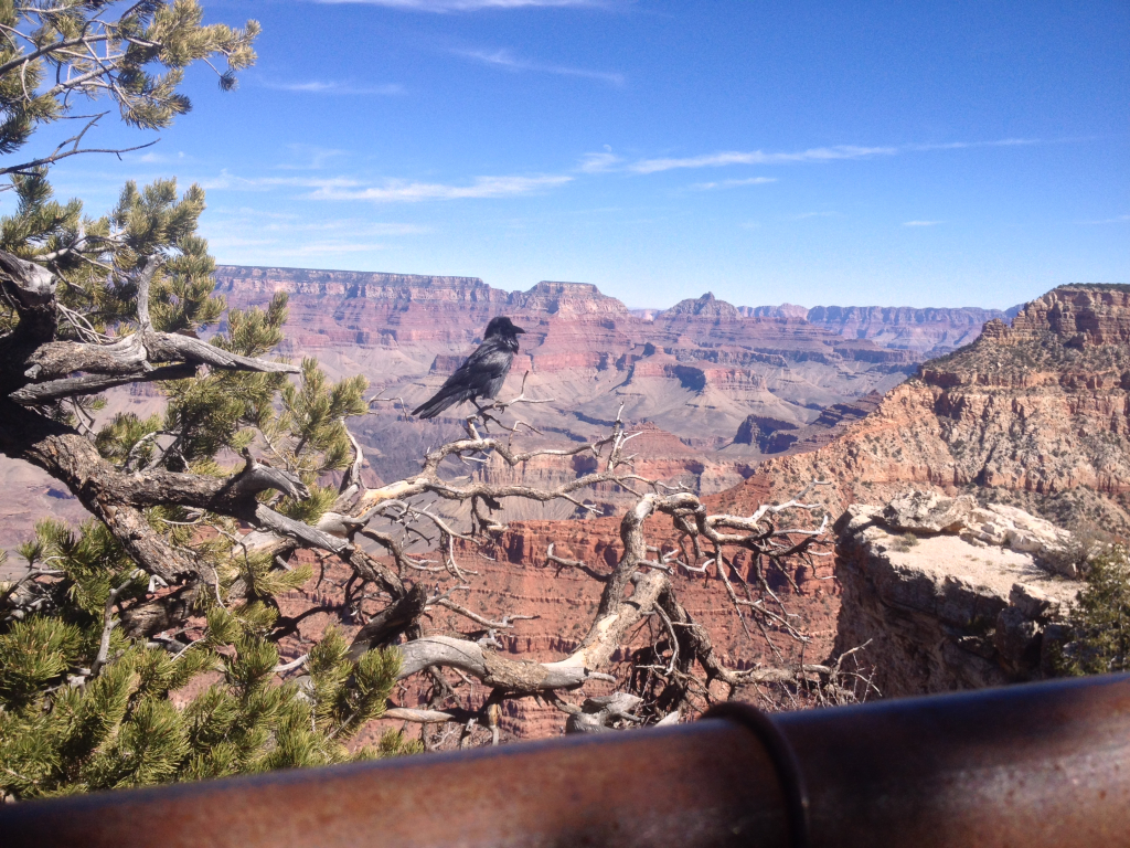 2014/03(March)/Grand-Canyon/1024x768_IMG_0261.jpg