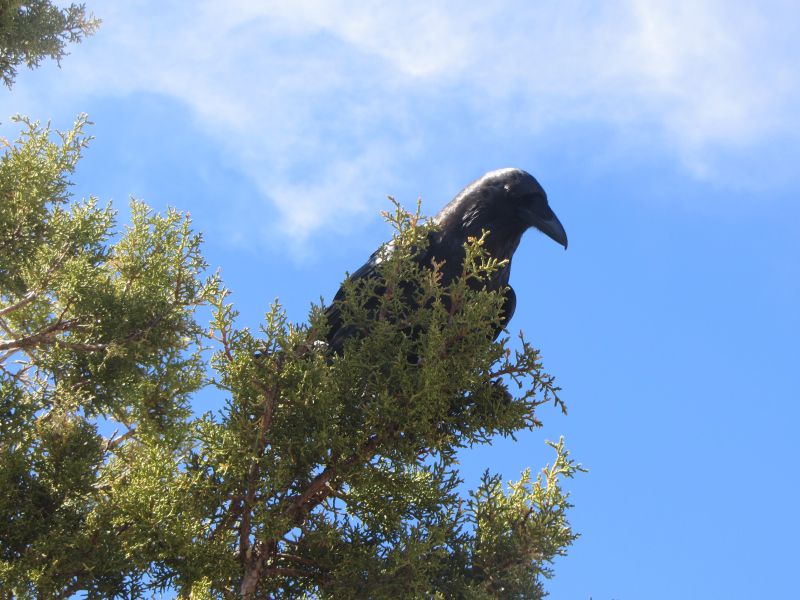 2014/03(March)/Grand-Canyon/800x600_IMG_1631.jpg