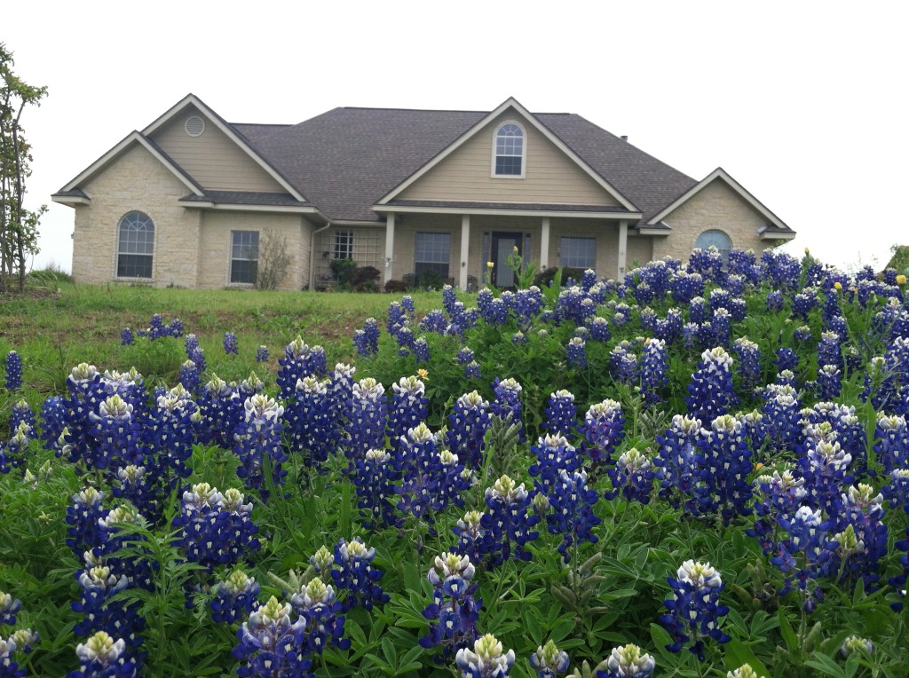 2014-04-13-Bluebonnets-3.JPG