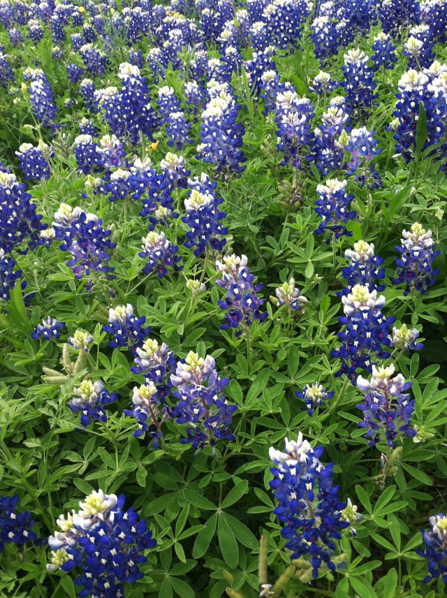 2014/04(April)/Misc/640x480_2014-04-13-Bluebonnets-4.JPG