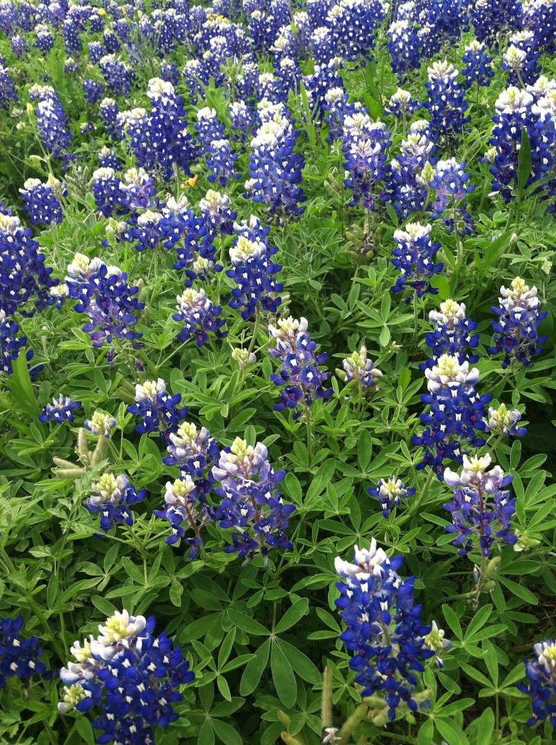 2014/04(April)/Misc/800x600_2014-04-13-Bluebonnets-4.JPG