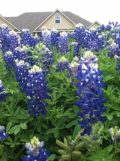 2014-04-13-Bluebonnets-1.JPG
