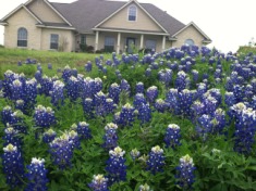 2014-04-13-Bluebonnets-2.JPG