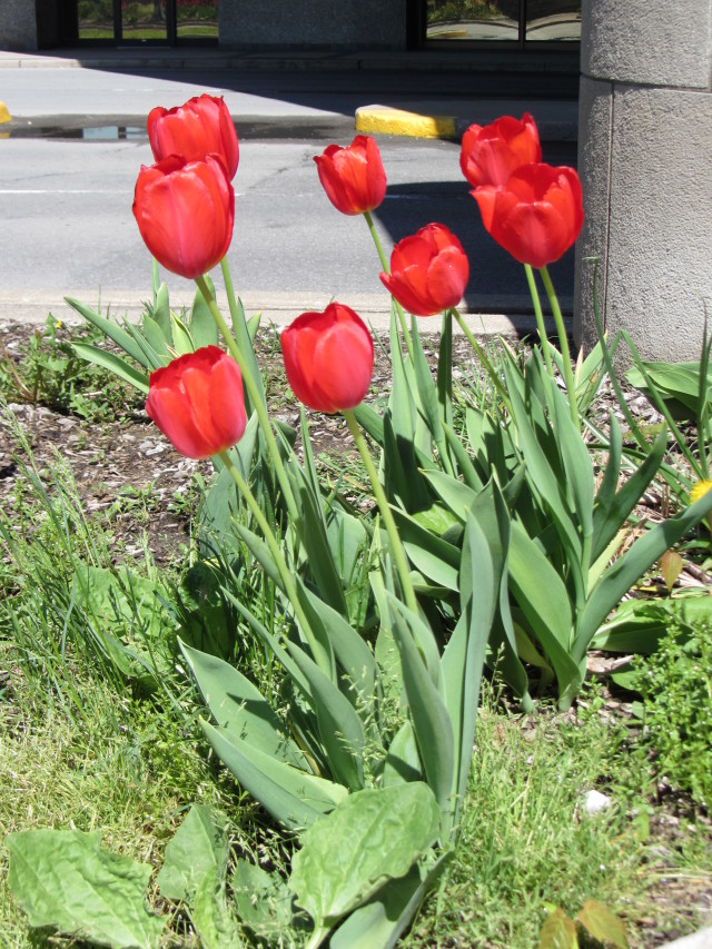 2014-05-24-Niagra-Falls-008.JPG