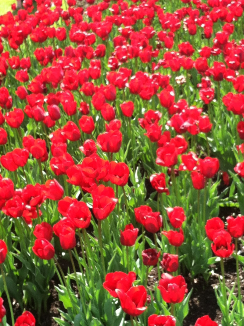 2014/05(May)/Niagara-Falls/800x600_2014-05-26-Niagra-Falls-46.JPG