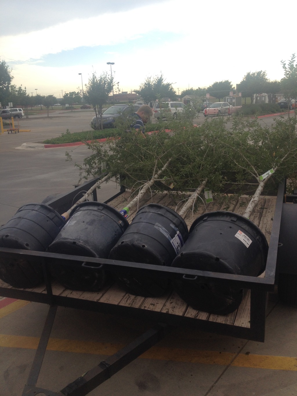 2014/05(May)/Troop214-Chance-Eagle-Project/1024x768_2014-05-10-Chance-Eagle-Project-011-LiveOakTrees.JPG