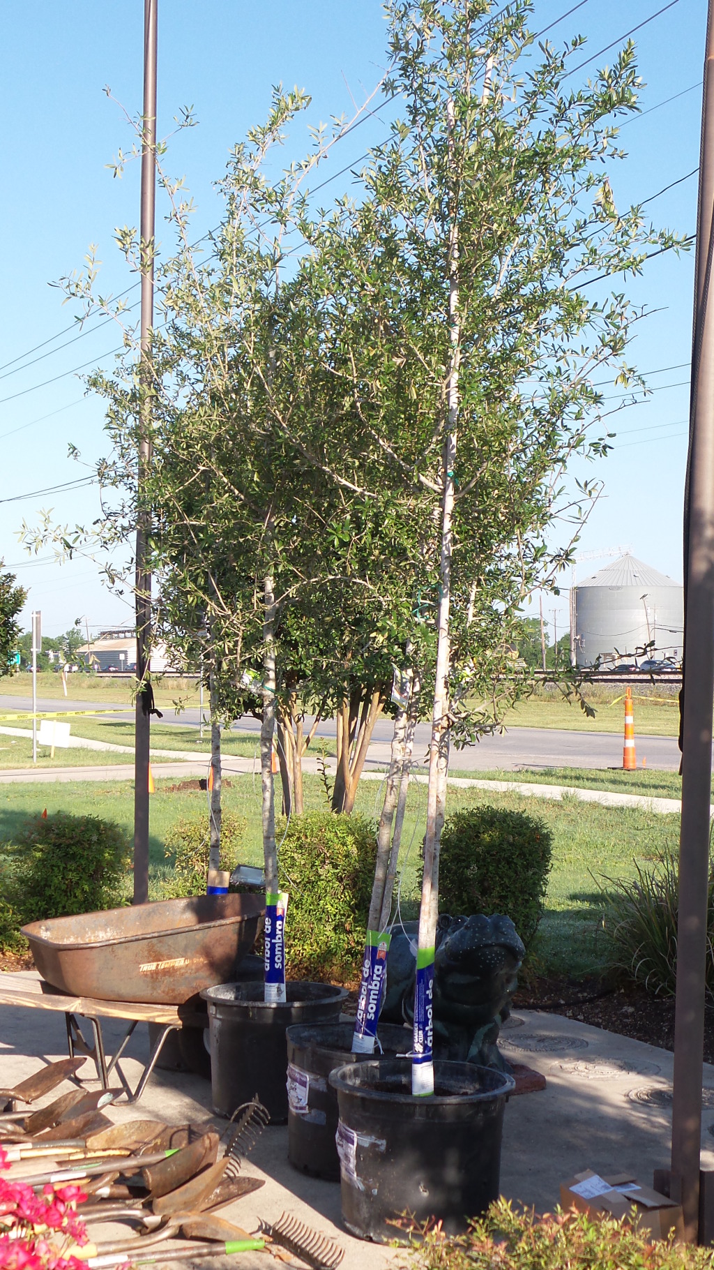 2014/05(May)/Troop214-Chance-Eagle-Project/1024x768_2014-05-10-Chance-Eagle-Project-015-trees.jpg