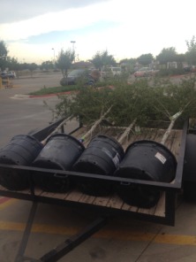 2014-05-10-Chance-Eagle-Project-011-LiveOakTrees.JPG