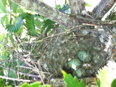 2014-06-01-Bird-Nest-Eggs.JPG