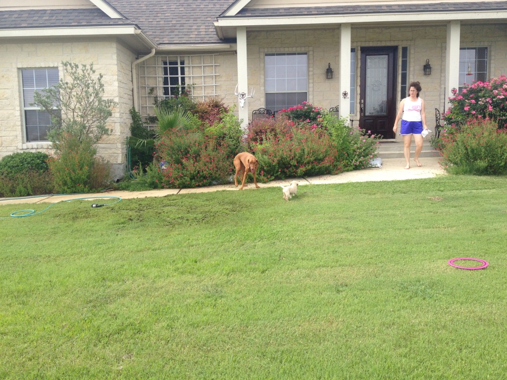 2014/07(July)/Bevo/1024x768_2014-06-21-01-Bevo_4-DeeOhhGee.JPG