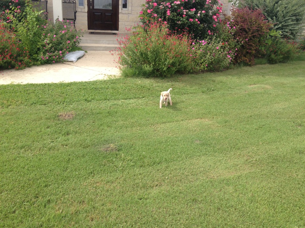 2014/07(July)/Bevo/1024x768_2014-06-21-02-DeeOhhGee.JPG