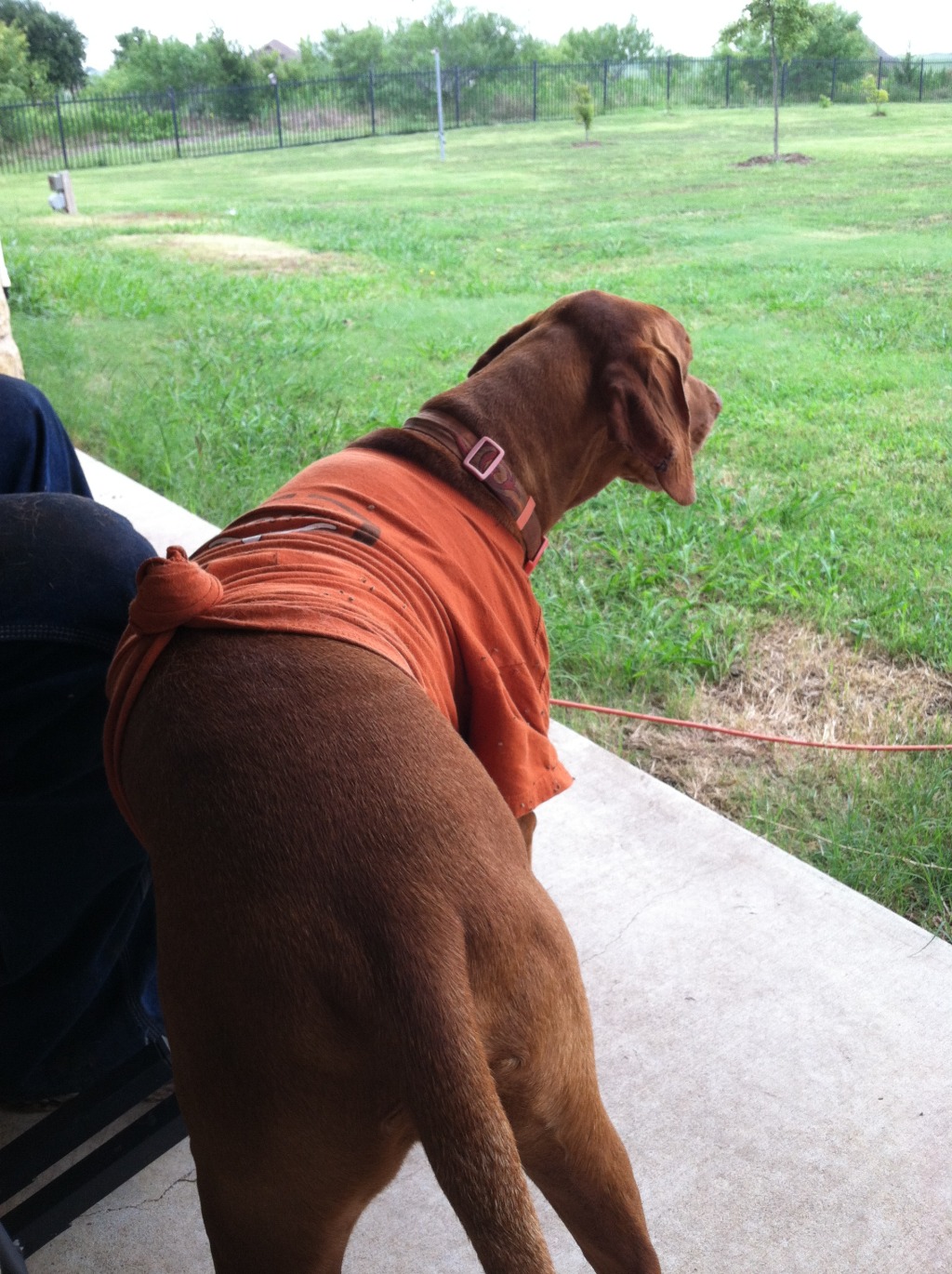 2014/07(July)/Bevo/1024x768_2014-07-19-Bevo-1.JPG