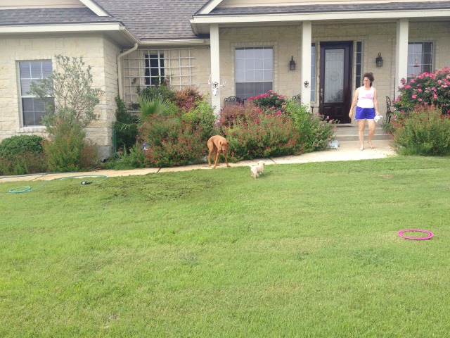 2014-06-21-01-Bevo_4-DeeOhhGee.JPG
