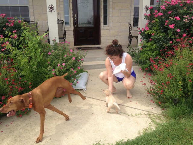 2014/07(July)/Bevo/640x480_2014-06-21-01-Bevo_6-DeeOhhGee.JPG