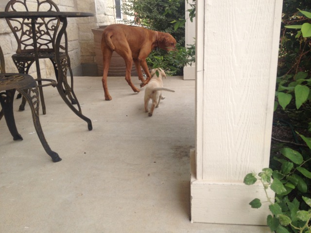 2014-06-21-03-Bevo-DeeOhhGee.JPG