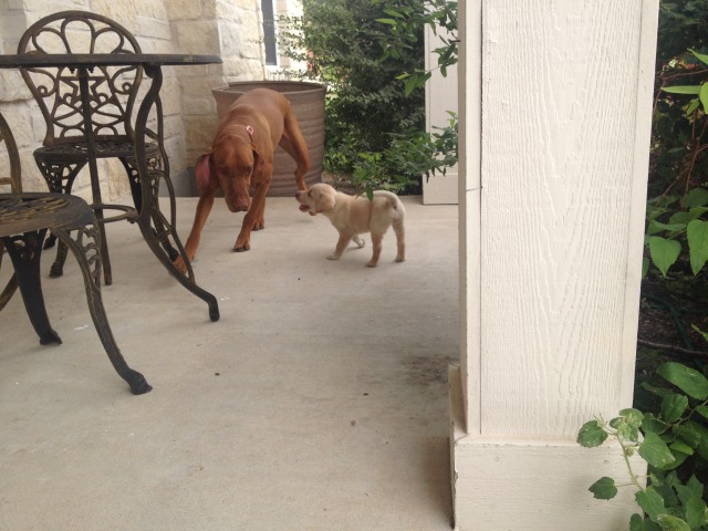 2014-06-21-04-Bevo-DeeOhhGee.JPG