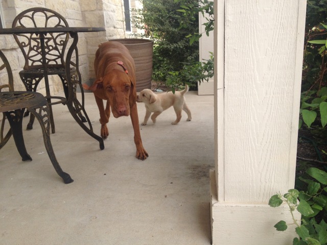 2014/07(July)/Bevo/640x480_2014-06-21-05-Bevo-DeeOhhGee.JPG