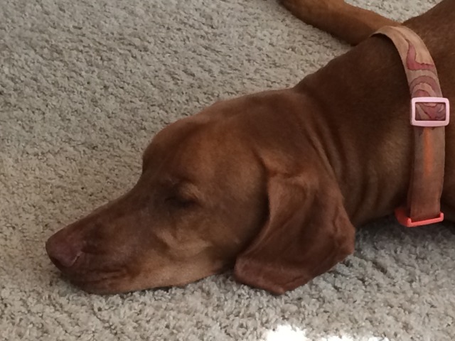 2014/07(July)/Bevo/640x480_2014-10-16-Bevo.JPG