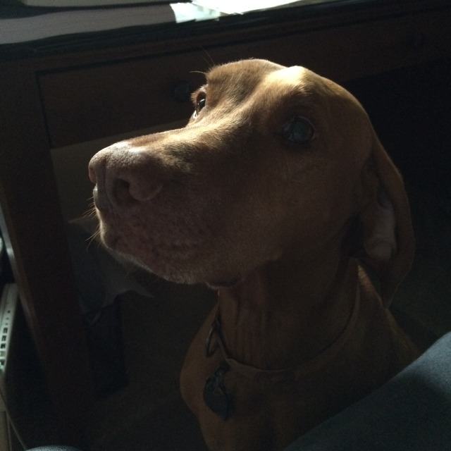 2014/07(July)/Bevo/640x480_2014-12-18-Bevo-2.JPG