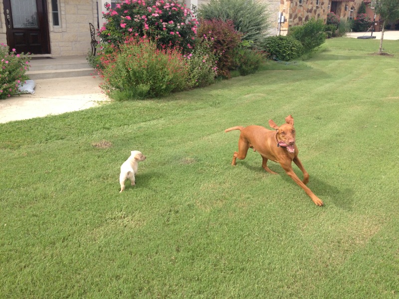 2014/07(July)/Bevo/2014-06-21-01-Bevo-DeeOhhGee.JPG