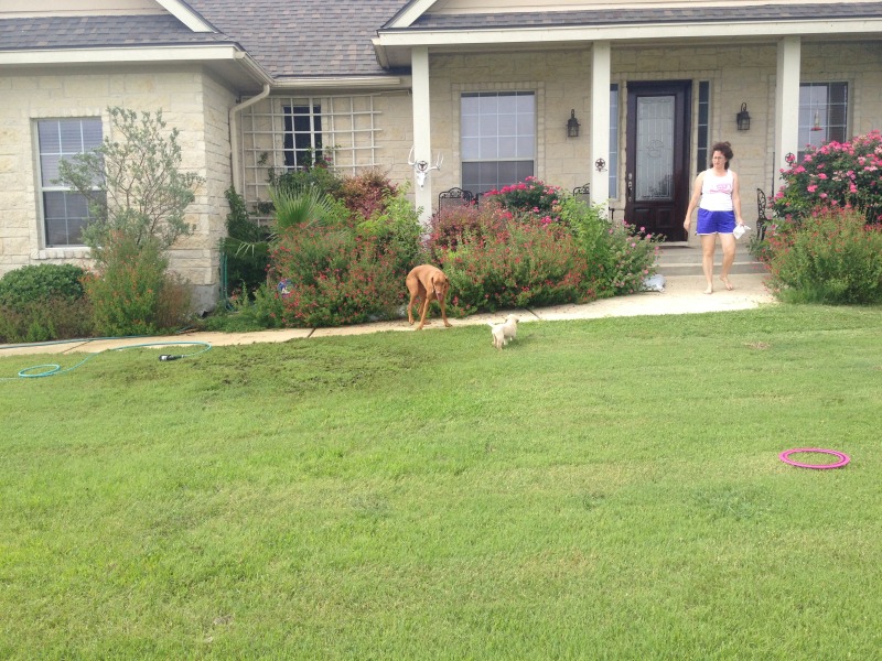 2014/07(July)/Bevo/800x600_2014-06-21-01-Bevo_4-DeeOhhGee.JPG
