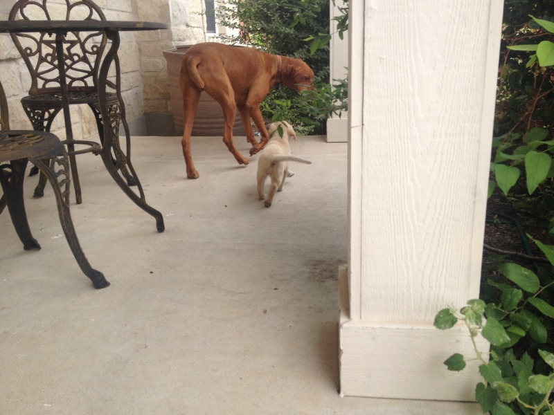 2014/07(July)/Bevo/800x600_2014-06-21-03-Bevo-DeeOhhGee.JPG