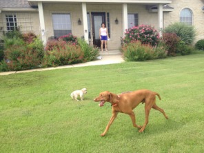 2014-06-21-01-Bevo_3-DeeOhhGee.JPG